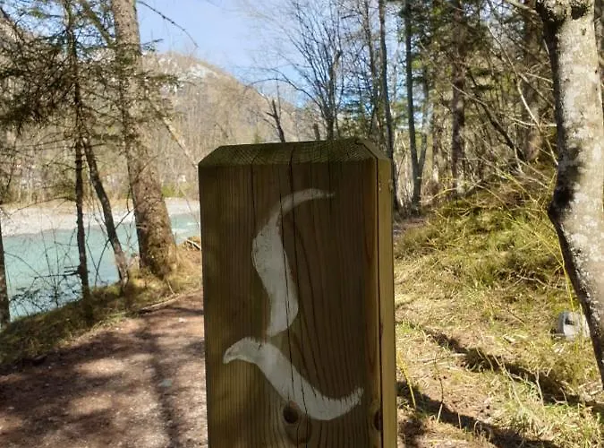 Schwarzer Adler In Haegerau-steeg Naturpark Lechtal