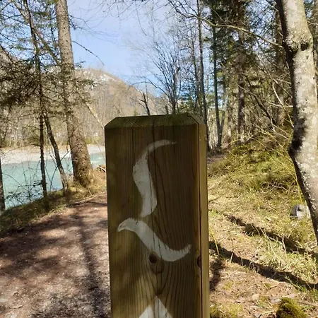 Schwarzer Adler In Haegerau-steeg Naturpark Lechtal