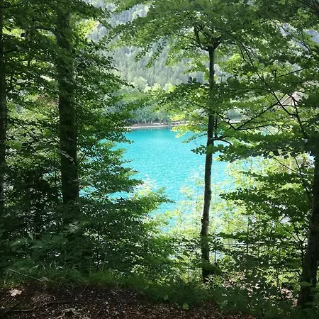 Schwarzer Adler In Haegerau-steeg Naturpark Lechtal Konukevi